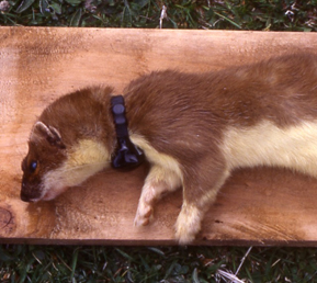 Collered stoat