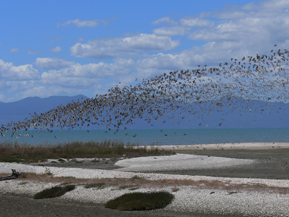 Shorebird flock, Miranda