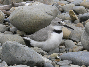 Male wrybill at nest