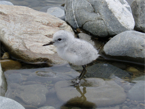 Wrybill chick, Ashley River