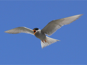 Black-fronted tern in flight