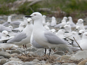 Black-billed gull colony, Ashley River