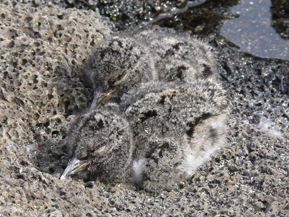 Chatham Island oystercatcher chicks, Pitt Island