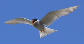 Black-fronted Tern in flight